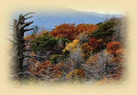 Dead Hemlock stands out among the beauty on the Skyline Drive Virginia